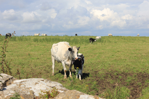 cowcalf-thumb